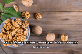 Ceviz Bahçelerinde Gübreleme Nasıl Yapılır?
