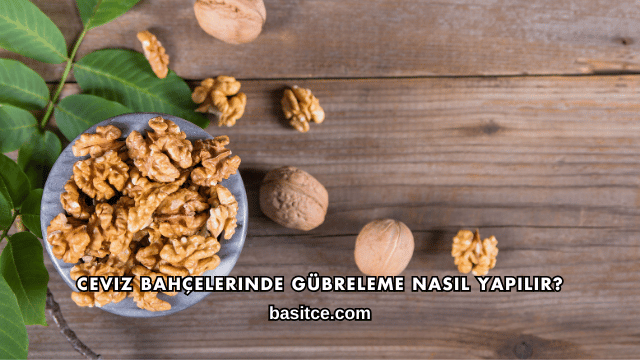 Ceviz Bahçelerinde Gübreleme Nasıl Yapılır?