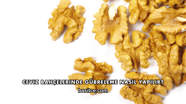 Ceviz Bahçelerinde Gübreleme Nasıl Yapılır?