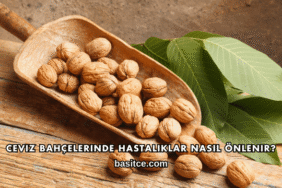 Ceviz Bahçelerinde Hastalıklar Nasıl Önlenir?