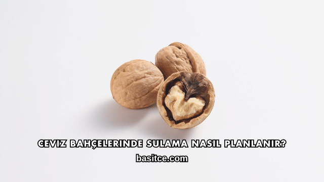 Ceviz Bahçelerinde Sulama Nasıl Planlanır?