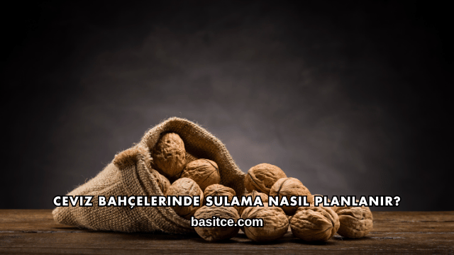 Ceviz Bahçelerinde Sulama Nasıl Planlanır?