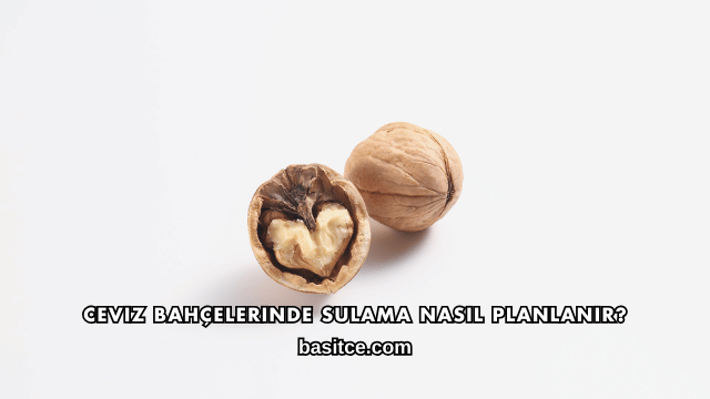 Ceviz Bahçelerinde Sulama Nasıl Planlanır?
