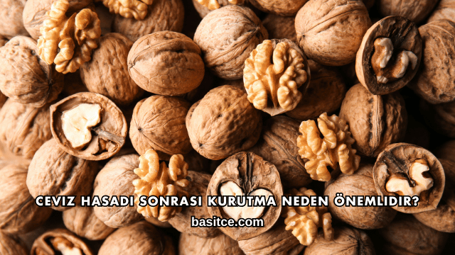 Ceviz Hasadı Sonrası Kurutma Neden Önemlidir?