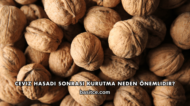 Ceviz Hasadı Sonrası Kurutma Neden Önemlidir?