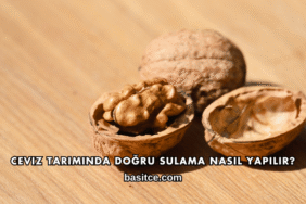 Ceviz Tarımında Doğru Sulama Nasıl Yapılır?