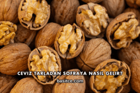Ceviz Tarladan Sofraya Nasıl Gelir?
