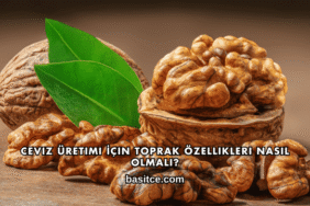 Ceviz Üretimi İçin Toprak Özellikleri Nasıl Olmalı?