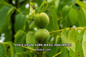 Ceviz Uzun Süre Nasıl Saklanır?